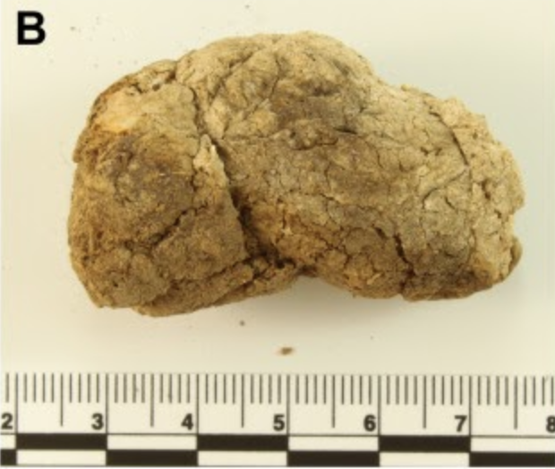 Morphologically distinct coprolite from Paisley Caves, Oregon